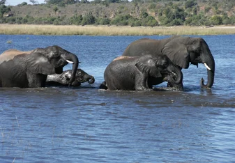 Let's Go Africa at Okavango Delta Botswana