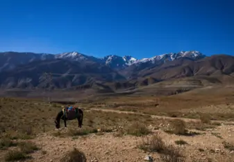 picture of horse with blue sky