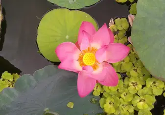 Phnom Penh Museum Lotus Freshly Bloomed