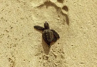 Hatching on it way to the sea !