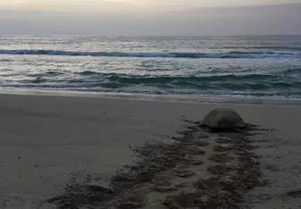 Morning turtle :)