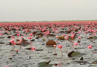 Red Lotus Lake
