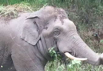 Wild Elephant in Khao Yai