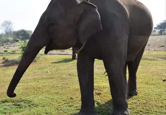 Elephants World