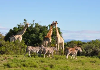 Game Reserve Volunteering with Gapforce 