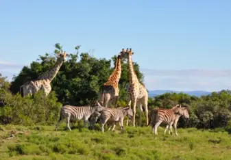 Game Reserve Volunteering with Gapforce 