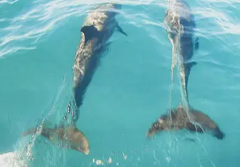 Dolphins off the coast of Samara