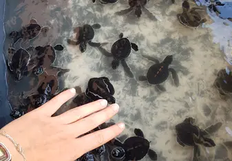 Green turtles- 2 weeks old