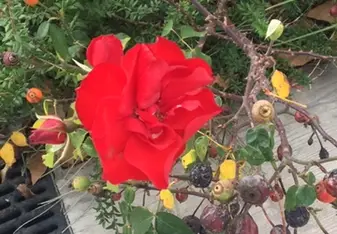 Beautiful flower in the pueblo where I teach - Motril 