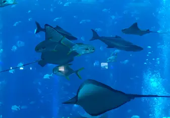 Aquarium in Atlantis hôtel 