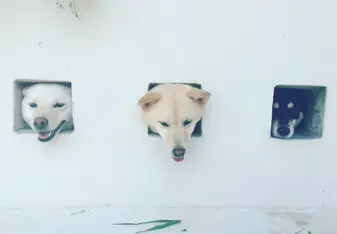 Inu cafe 