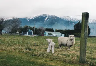 Mother sheep and baby sheep in Kaikoura