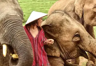 What to Know Before Volunteering with Elephants Featured