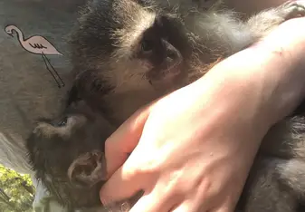 Vervet monkey cuddles!