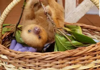 Baby sloths seen at the wildlife preserve! 
