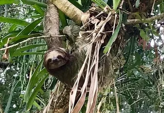 Sloth in Tree in Costa Rica