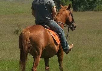 Horse riding