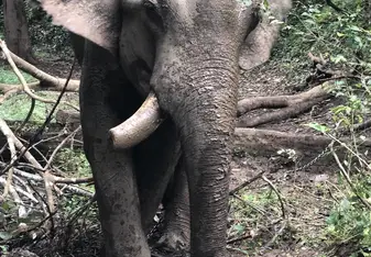 One of the elephants in the field
