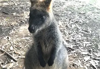 Wallaby 