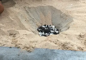Turtle eggs