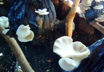 Oyster Mushrooms!