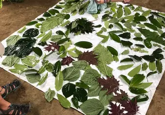 Medicinal plants freshly washed and laid out to dry and use in a salve at Amupakin