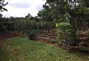 The backyard of my host family's home showing their small garden