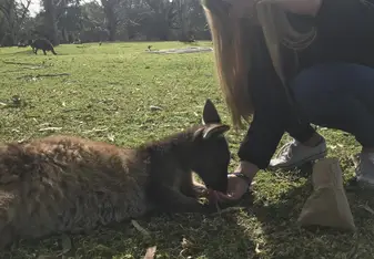 My first time meeting a kangaroo