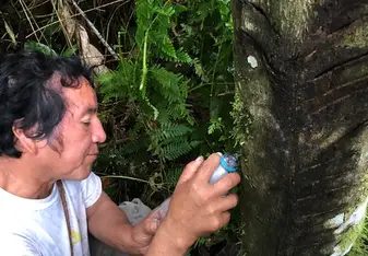 My host dad, Clemente, collecting sangre de drago (a medicinal tree sap)
