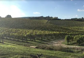 Winery 