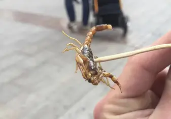 The fried scorpion!