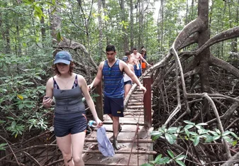 Mangrove trails