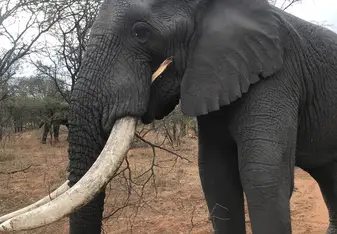 One of the bull elephants on the reserve. 