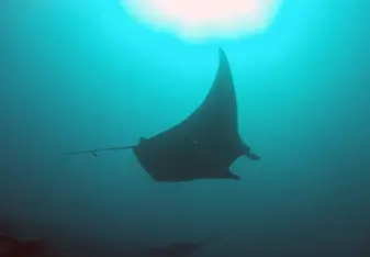 Angels of the ocean 
