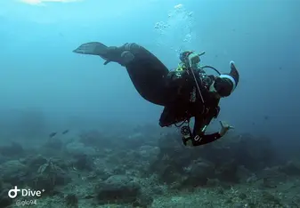 Christmas dives 