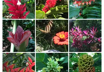 These amazing flowers are all in  the Nature Preserve at Lake Yojoa