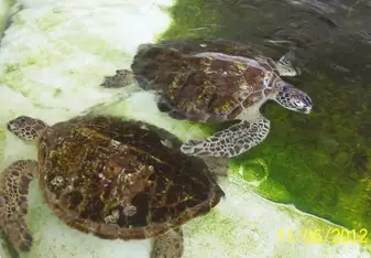 Turtles waiting to be bathed