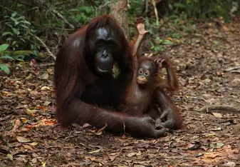 Wildlife Rescue Center