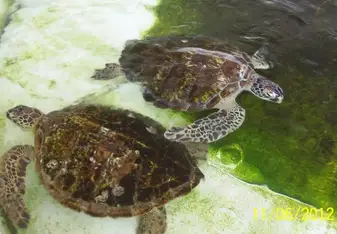 Turtles waiting to be bathed