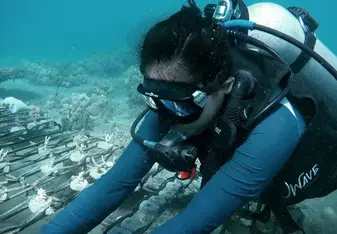 Coral Transplantation