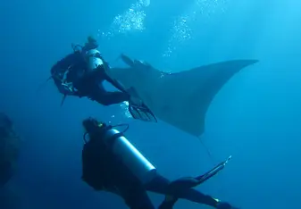 The diving on Nusa Penida is overwhelming, you’ll encounter these gentle giants during your survey dives and help to protect them