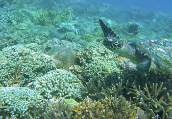 Turtle ID project