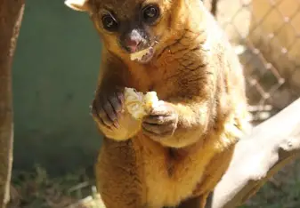 Animal Care Center