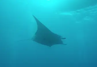 Mantas_big flapflap