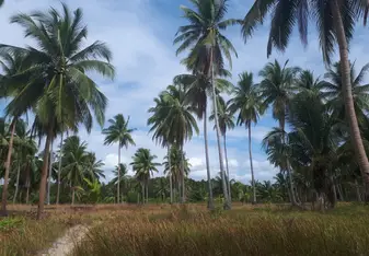 The palm trees you'll see everywhere