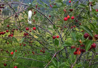 Clear Sky Retreat Center Food Forest