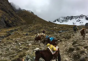 The mules that helped make our hard hike to Machu Picchu a little easier!