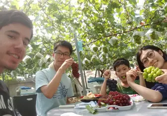 Grape picking