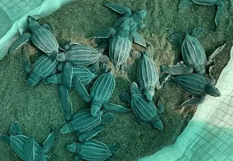 Baby turtle hatched in the hatchery 
