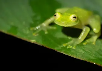 Nearly transparent Glass Frog (takes the color of the leaf as well) seen during a nightwalk